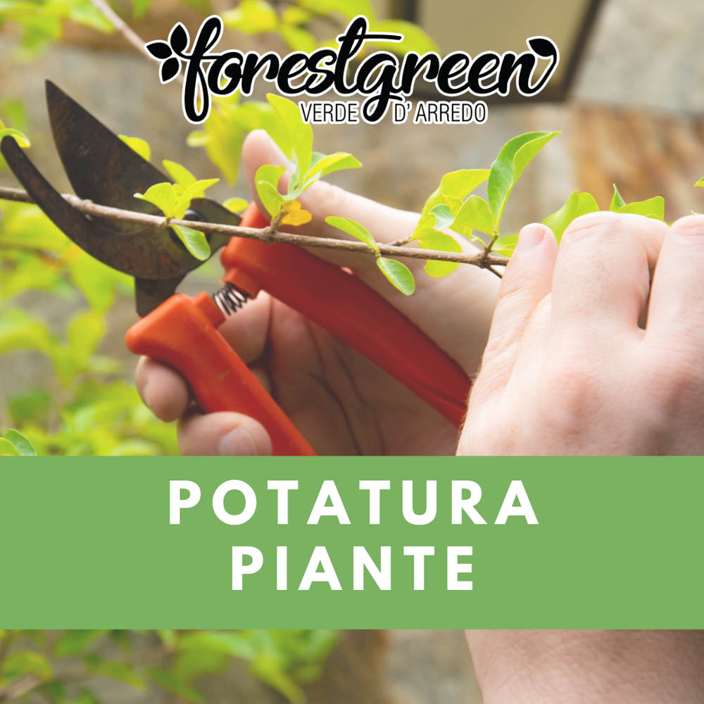 Potatura piante
