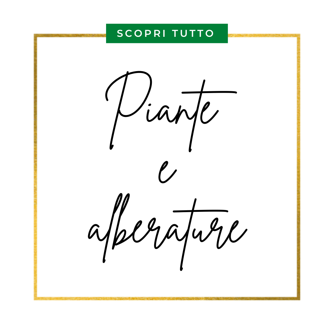 Piante e alberature