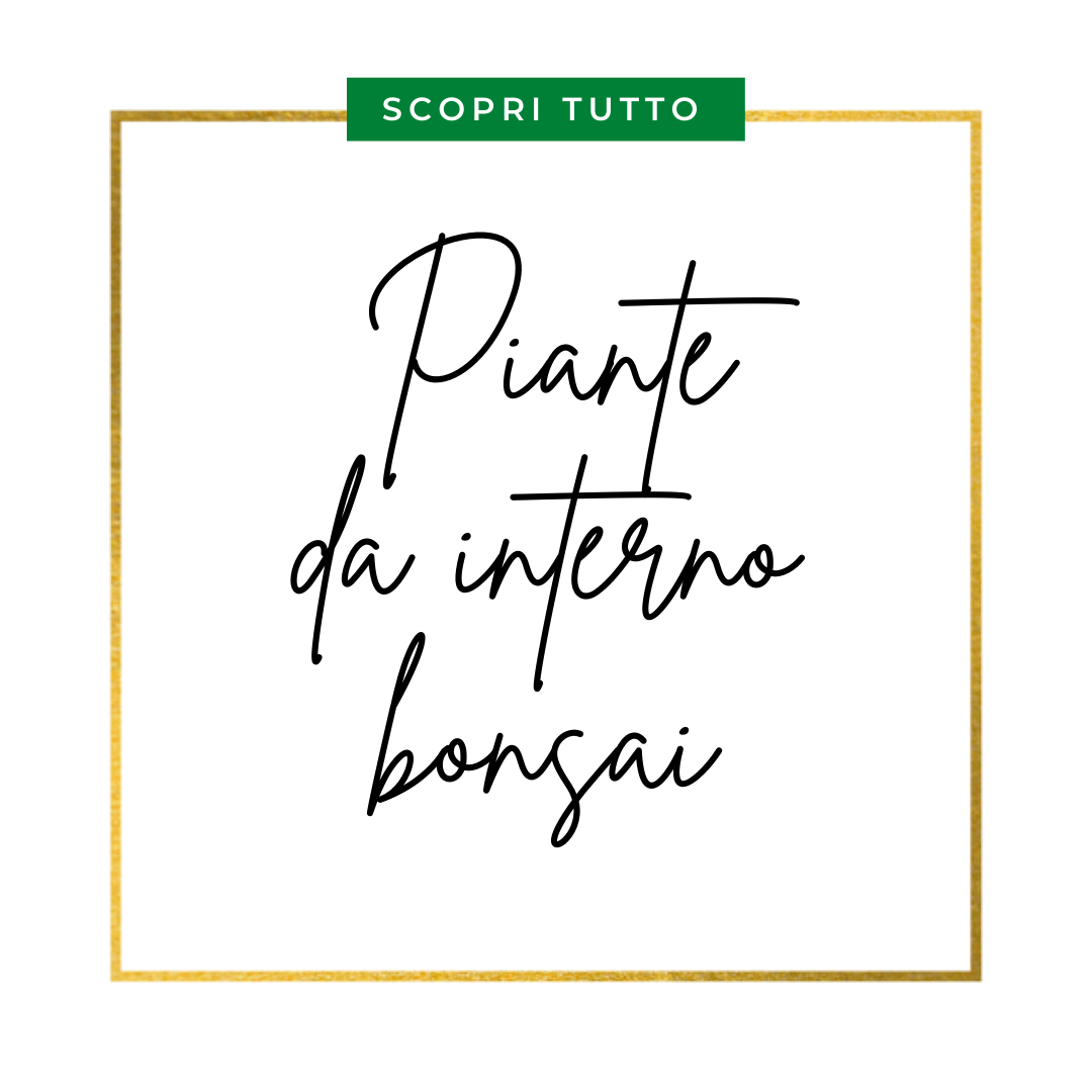 Piante da interno bonsai