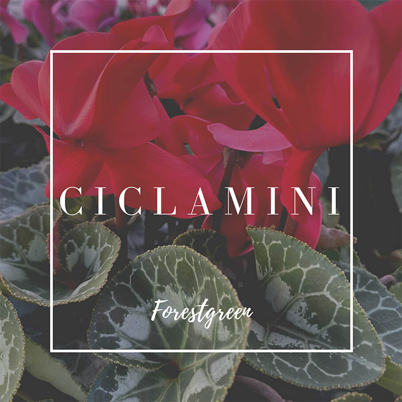 CICLAMINI