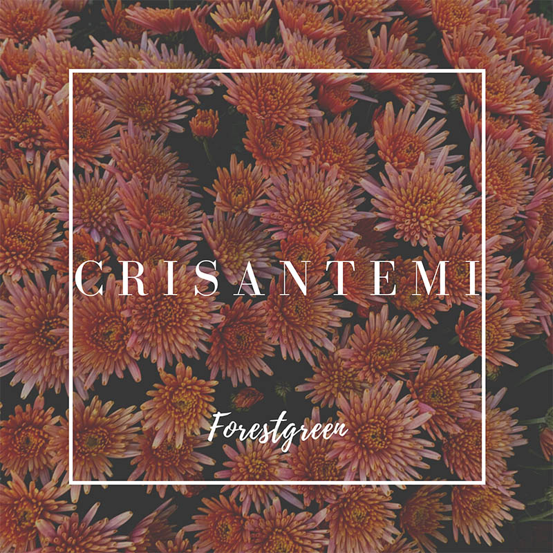 CRISANTEMI