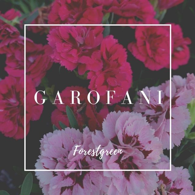 GAROFANI