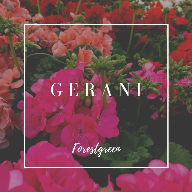 GERANI