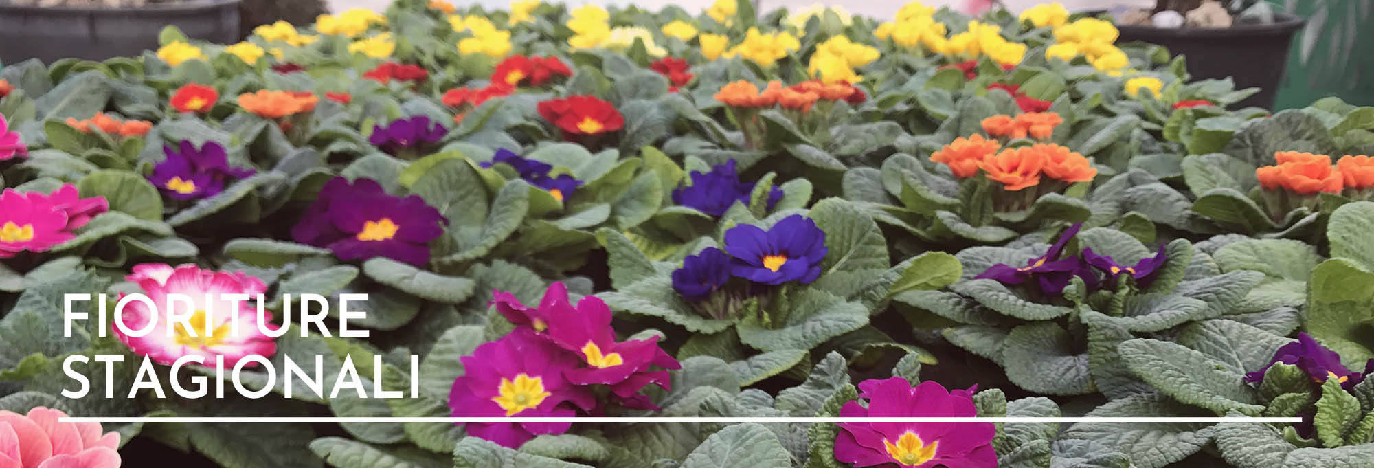 Vendita Fiori stagionali da giardino da balcone Teramo e provincia