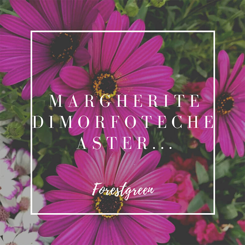 MARGHERITE DIMORFOTECHE MARGHERITE DIMORFOTECHE
