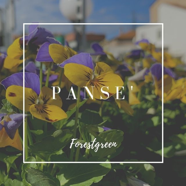 PANSÈ PANSÈ