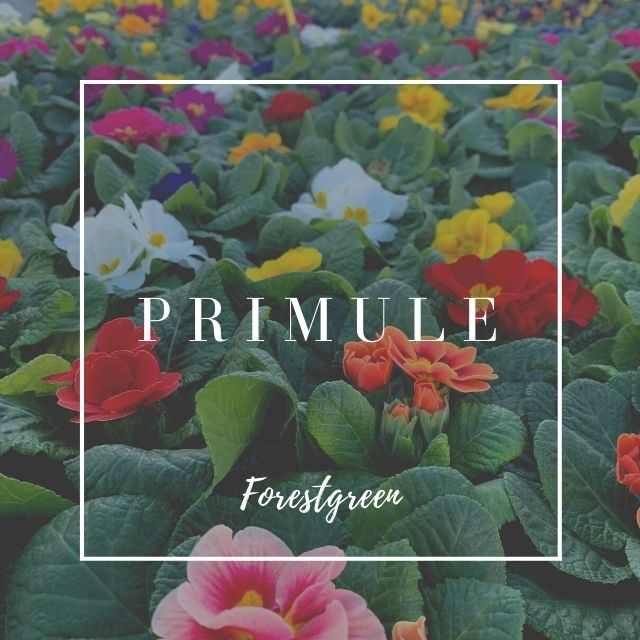 PRIMULE