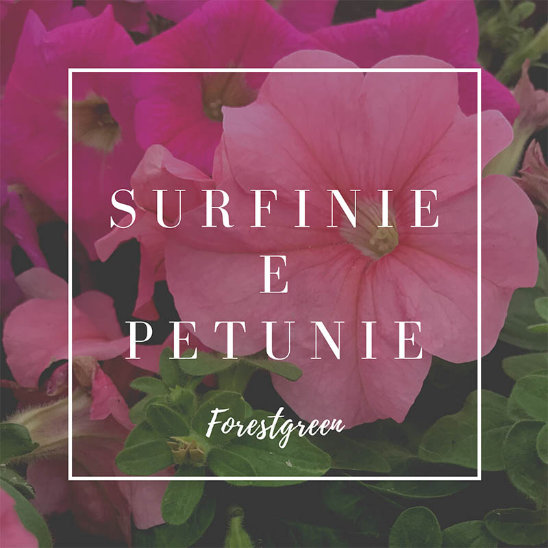 SURFINIE E PETUNIE SURFINIE E PETUNIE