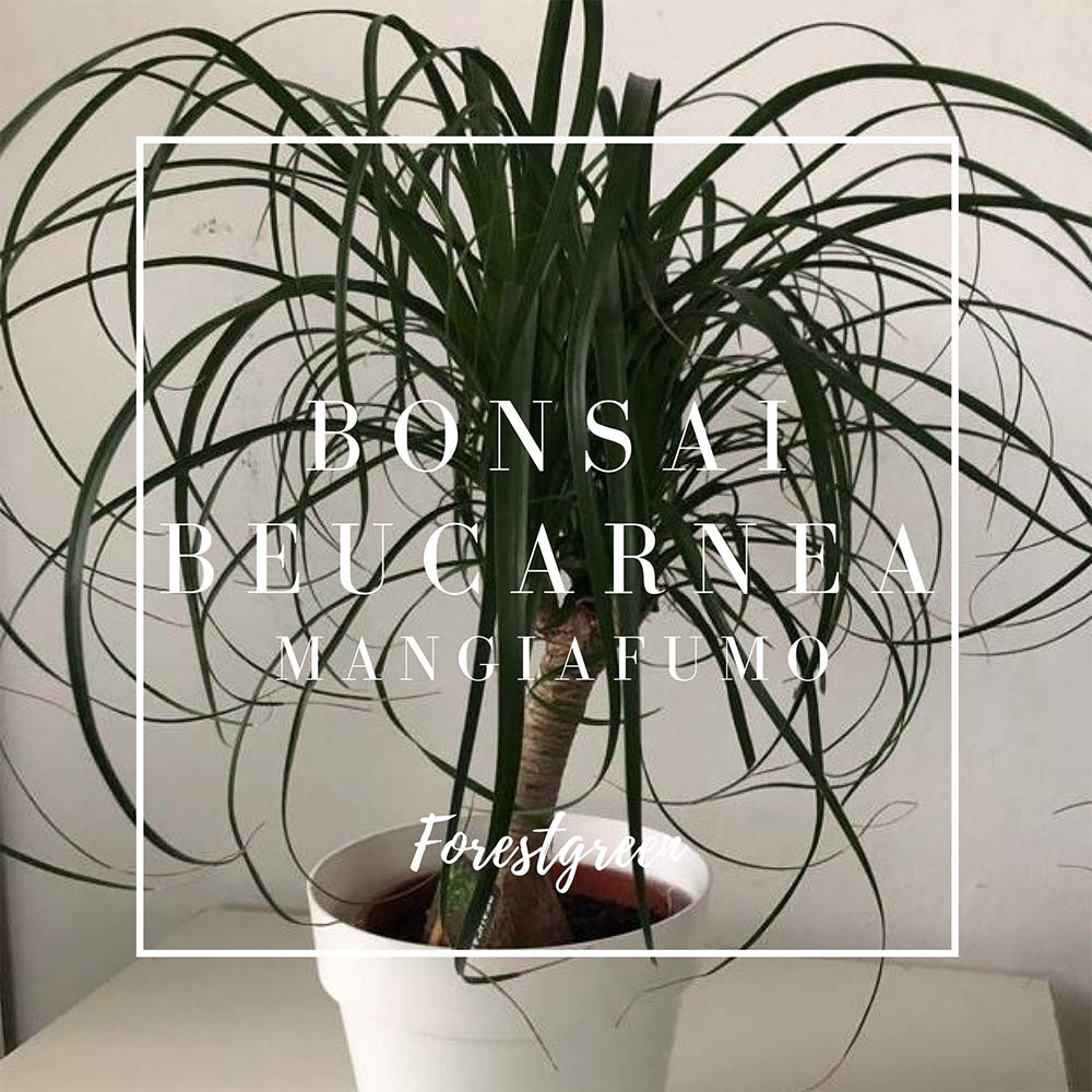 BONSAI BEAUCARNEA MANGIAFUMO