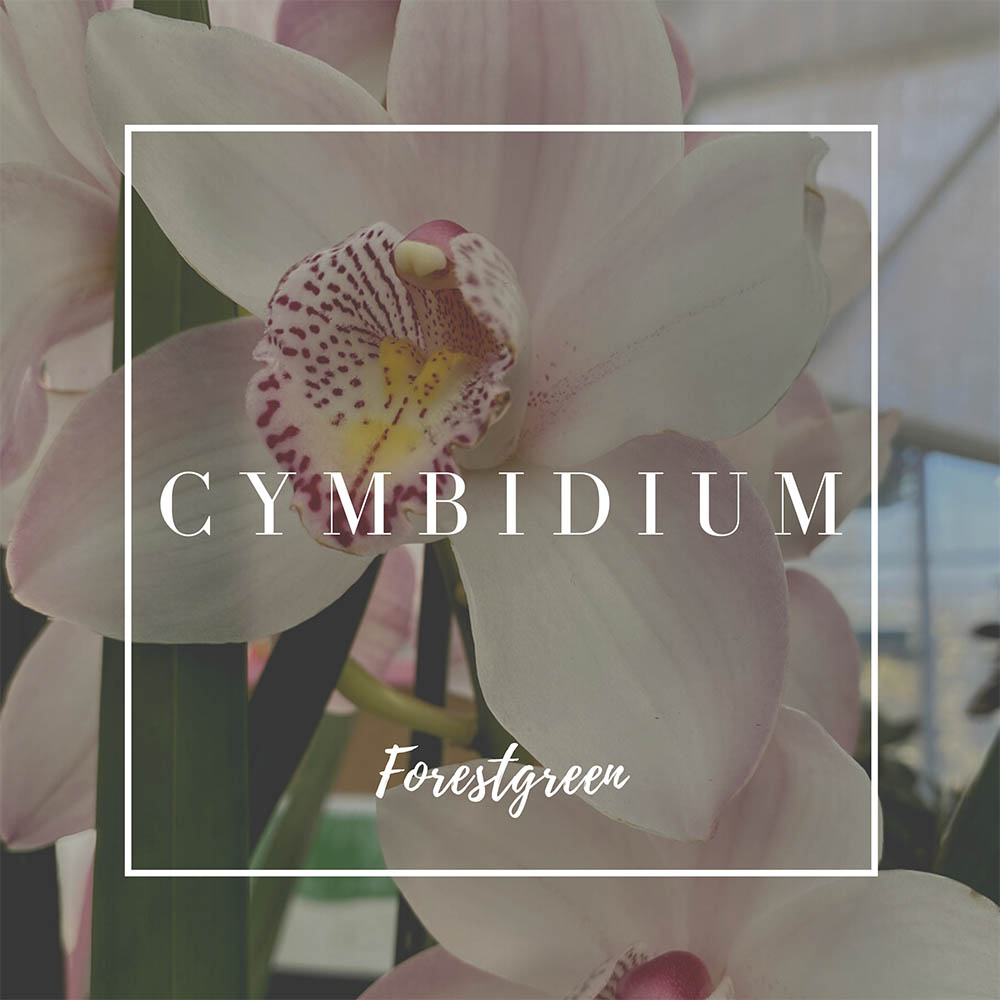 CYMBIDIUM
