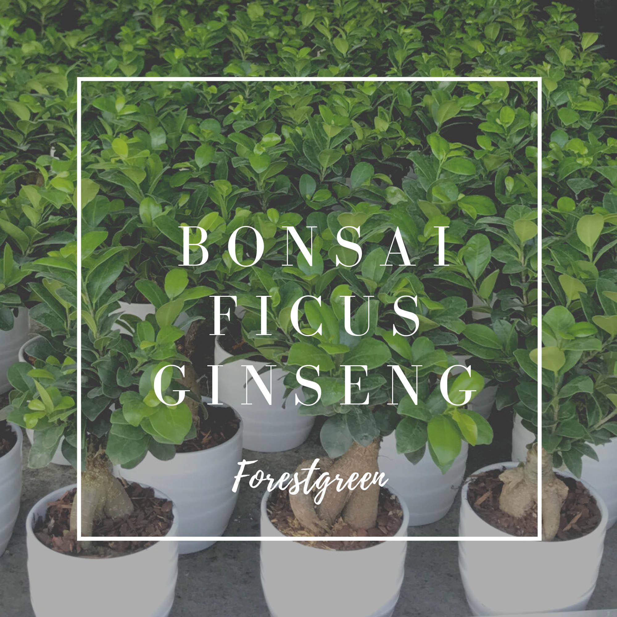 BONSAI FICUS GINSENG