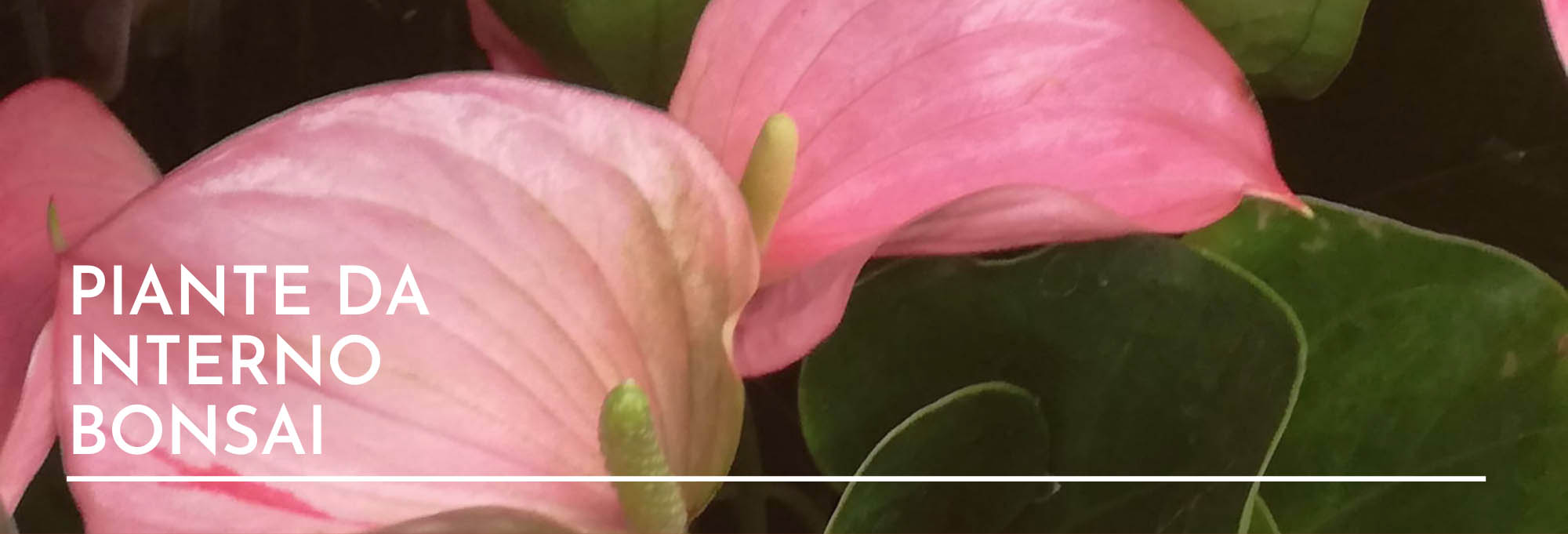 Curiosi di scoprire le varietà della sezione piante da interno che regalano una bellissima fioritura rosa? Vendita Piante Bonsai Da Interno Con Fiori Per Appartamento Piante Da Interno Resistenti Per Purificare Aria E Assorbono Umidita Teramo E Provincia Ascoli Piceno San Benedetto Del Tronto