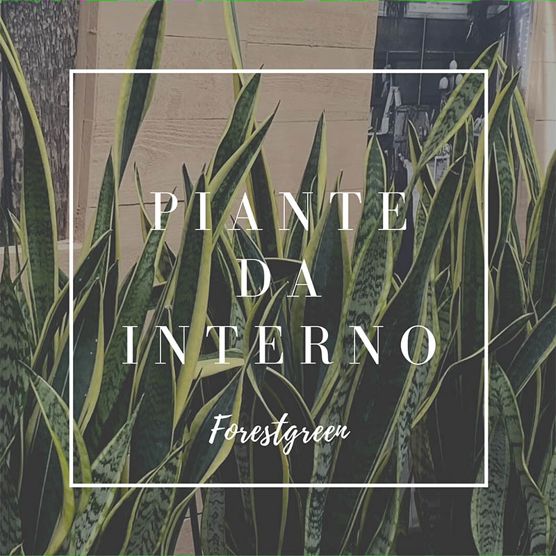 PIANTE DA INTERNO