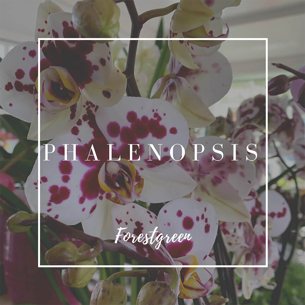 PHALENOPSIS