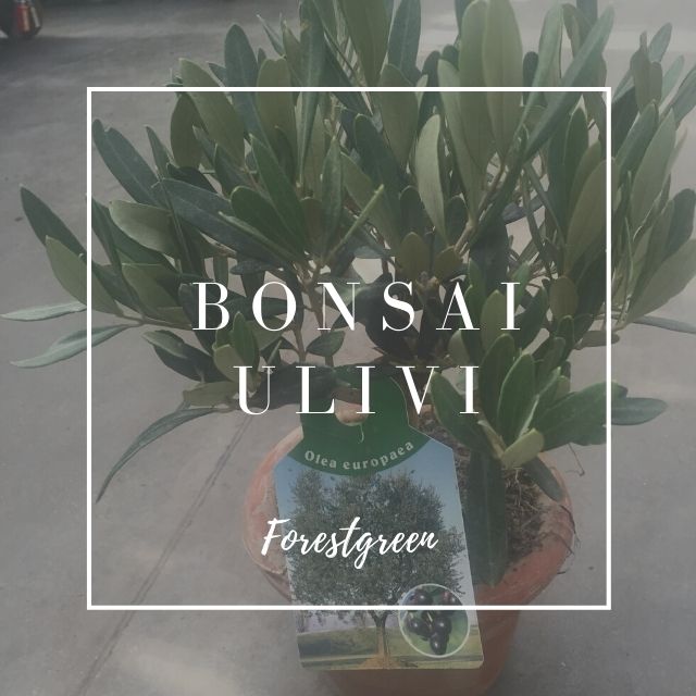 BONSAI ULIVO