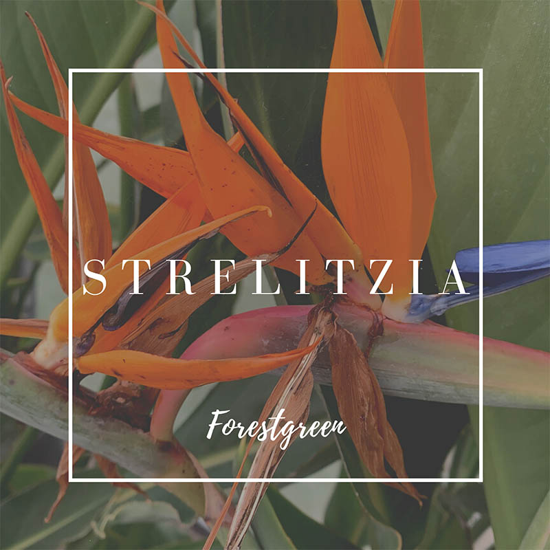 STRELITZIA